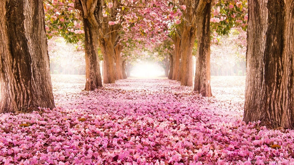 Flower Tunnel Of Sakura Flowers Wallpapers HD Download