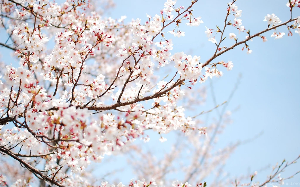 Cherry Tree Sakura Flower Wallpapers For Desktop And Mobile