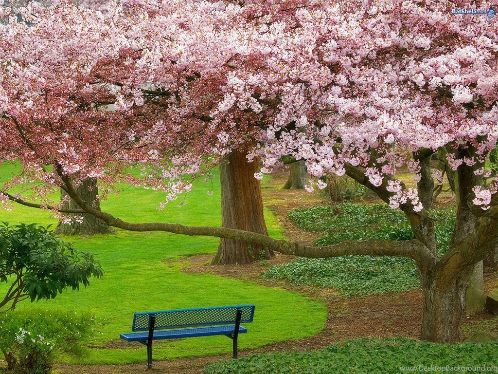 Wallpapers The Nature Sakura Flower Spring Blossoms 1024x768 ...