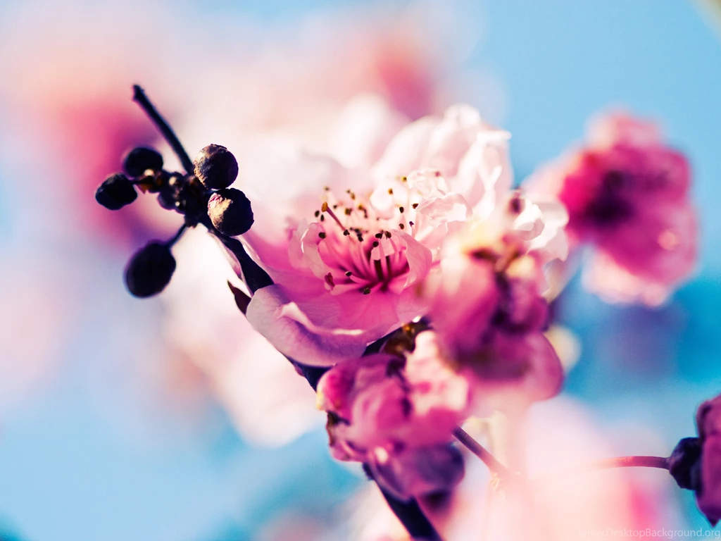 Sakura Blossom Pink Flowers Wallpaper,Sakura HD Wallpaper,Blossom ...