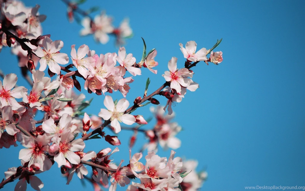 Sakura Flower HD Wallpapers Pics