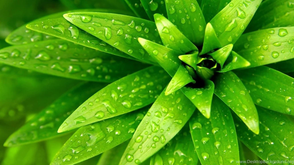 Beautiful Wallpapers Free Download