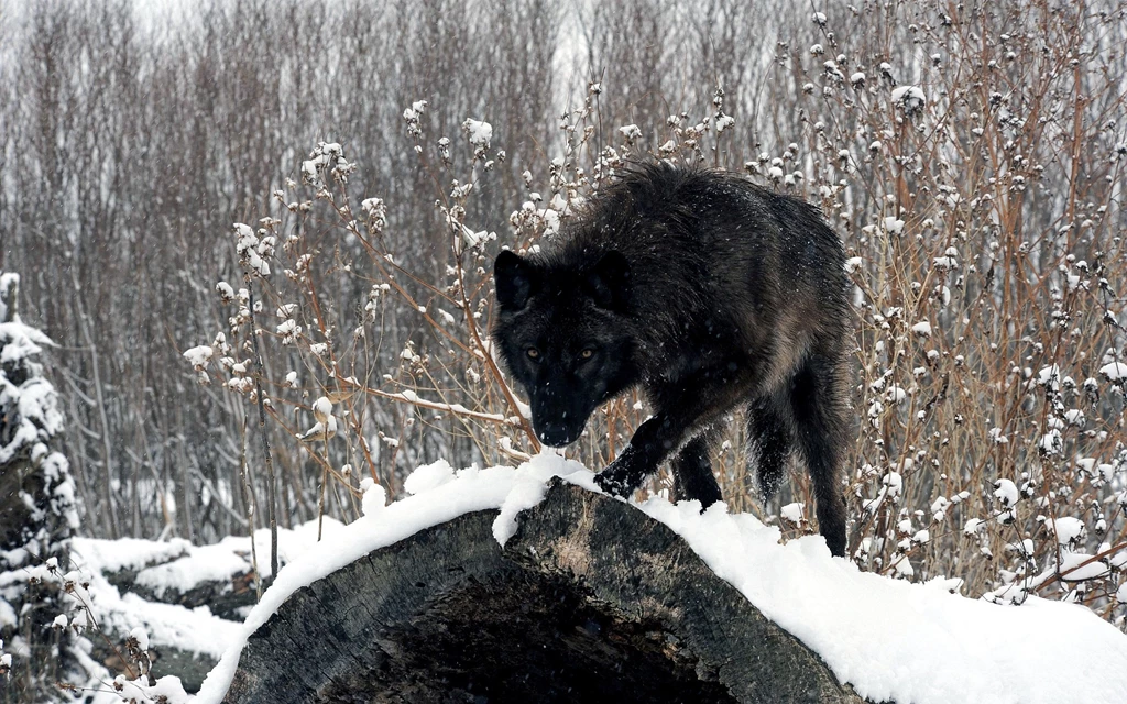 2560x1600 Black Wolf Wallpapers