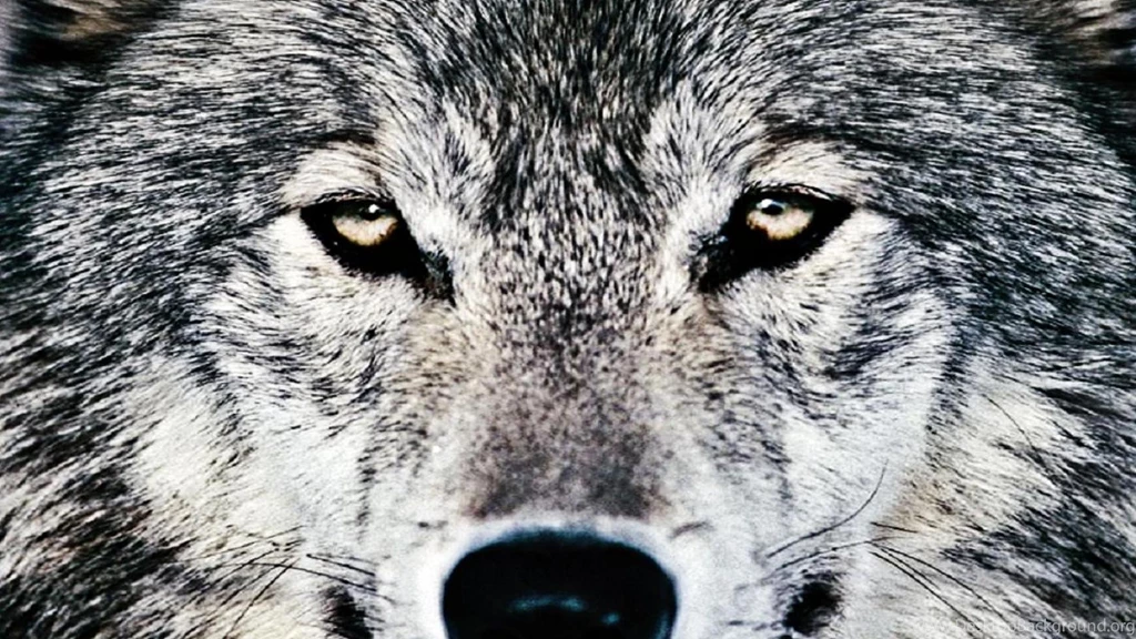 Wolf Wallpapers   (
