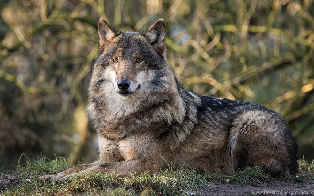 Wolf Wallpapers HD Free Download High Quality For Desktop