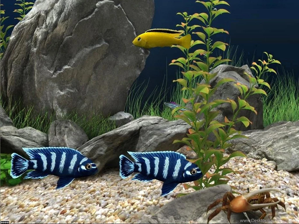 Best Fish For Fishtank High Resolution Wallpapers