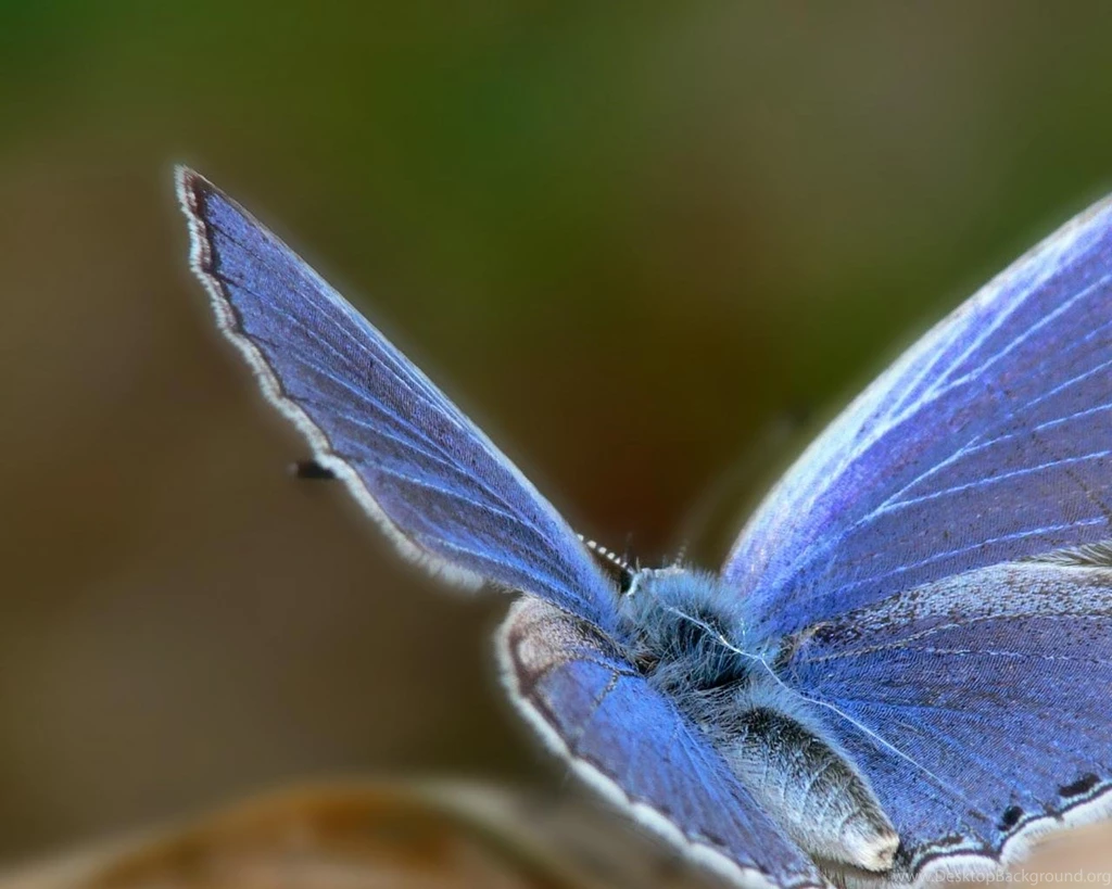Pretty Blue Butterfly Google Skins, Pretty Blue Butterfly Google ...