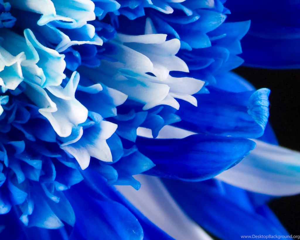 Blue Floral Wallpapers 2015 Grasscloth Wallpapers