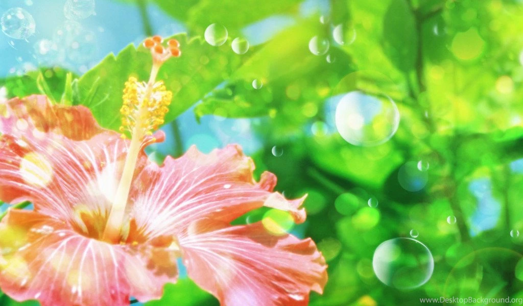 Flower wallpapers windows 7 vista and xp picks 27862399 1920 1200 ...