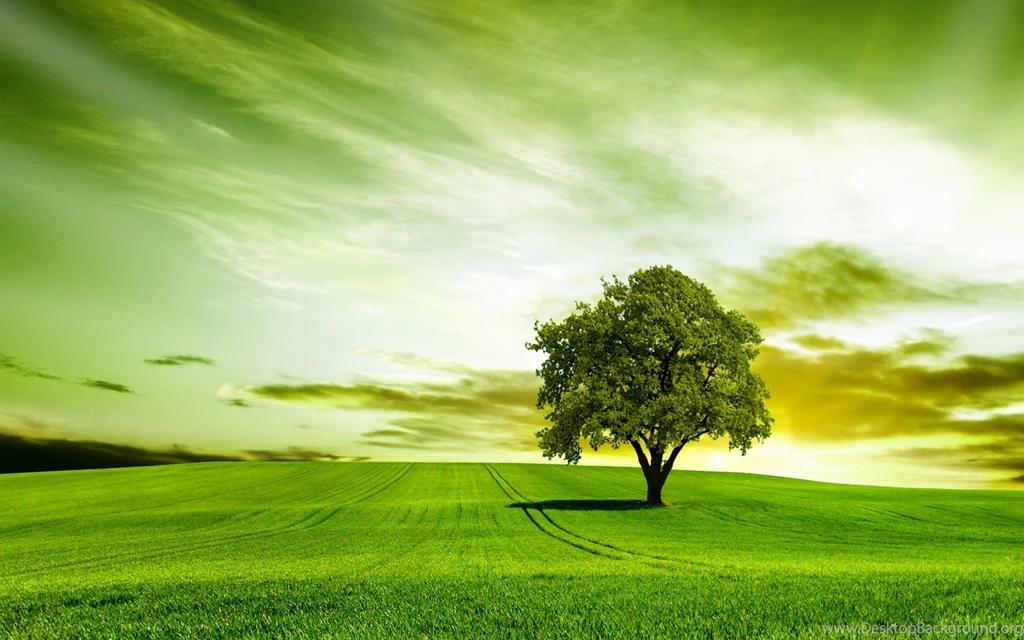 Green Tree Nature Sky Wallpapers