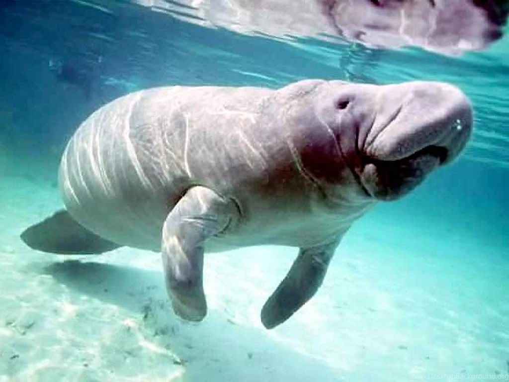 Manatee Wallpapers Wallpapers Cave