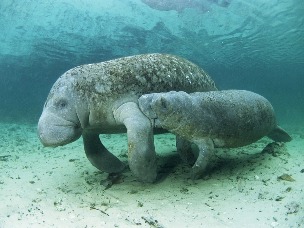 Manatee 15 Wallpapers Collection