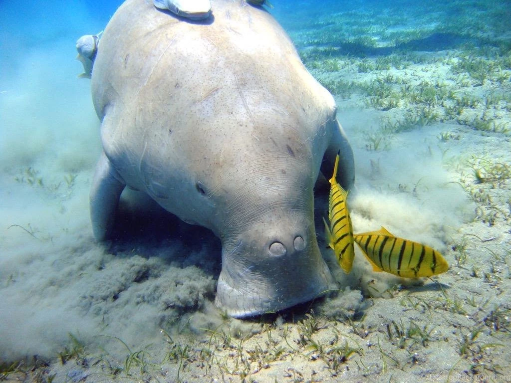 Baby Manatee Wallpaper Images Android Apps On Google Play