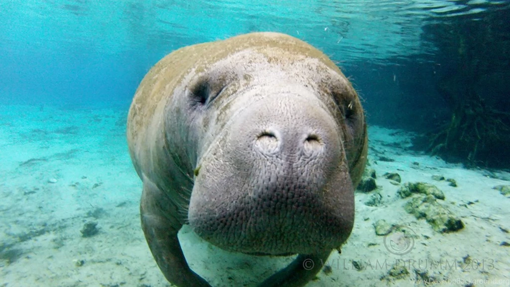 Manatee History And Some Interesting Facts