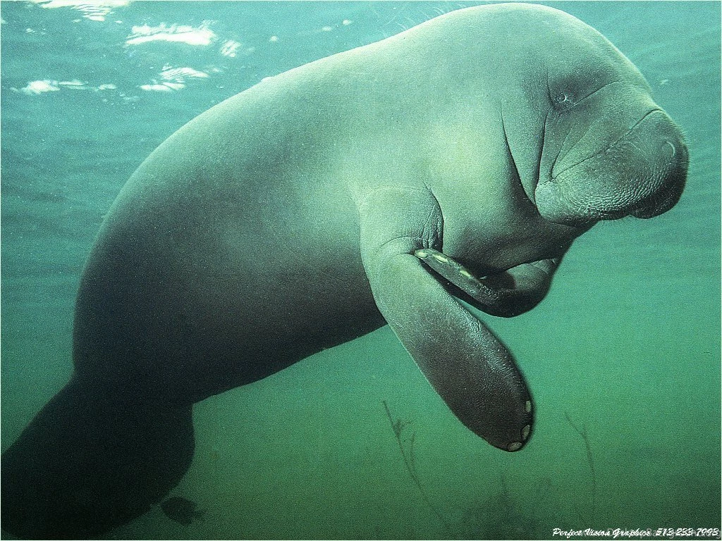 Manatee Mammal