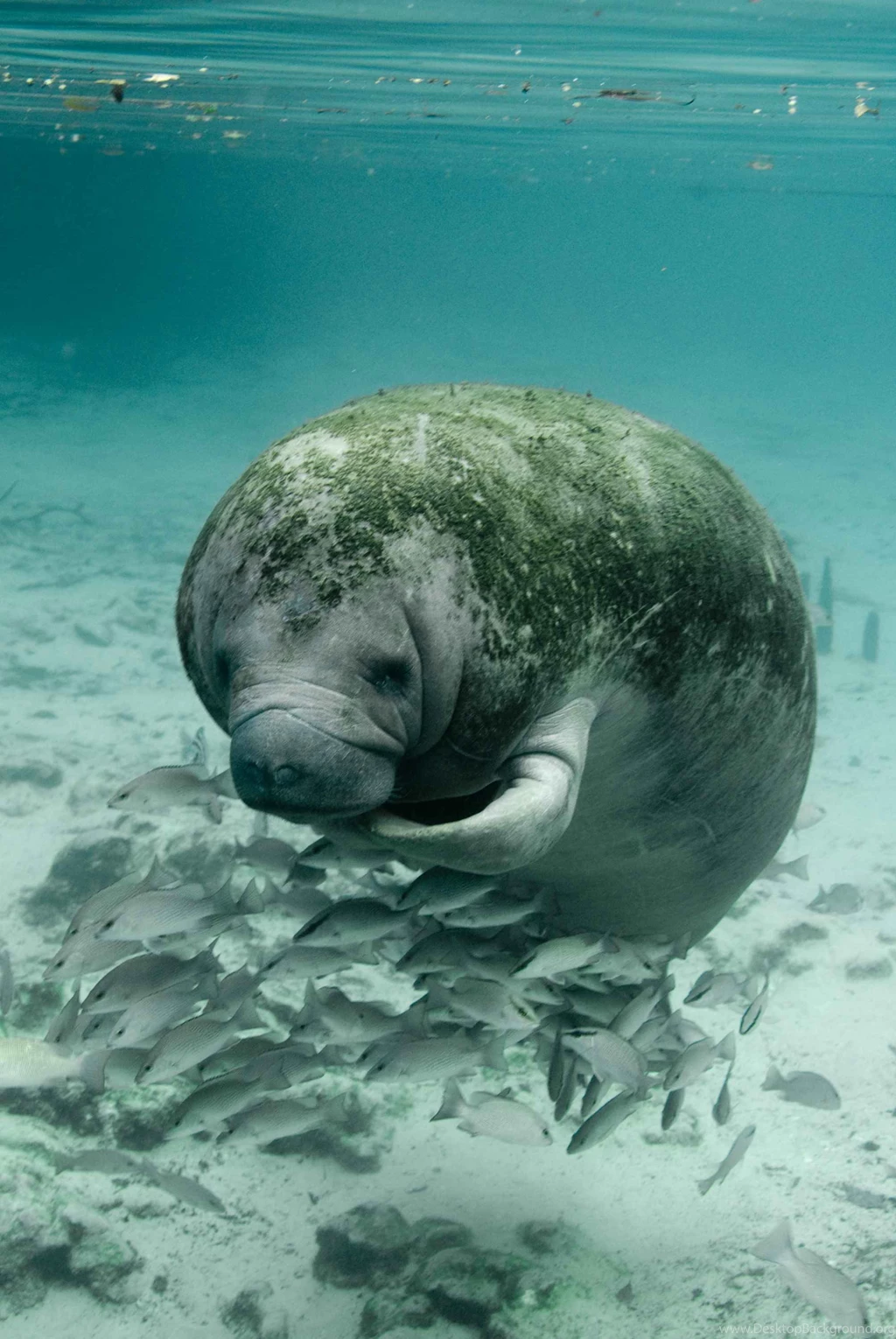 File:Manatee Trichechus Manatus Latirostris Close Up Underwater ...