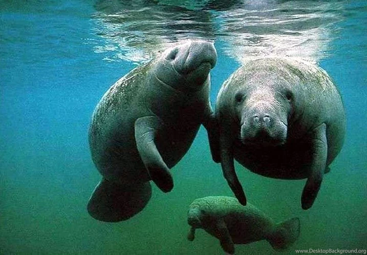 Manatee Backgrounds 5
