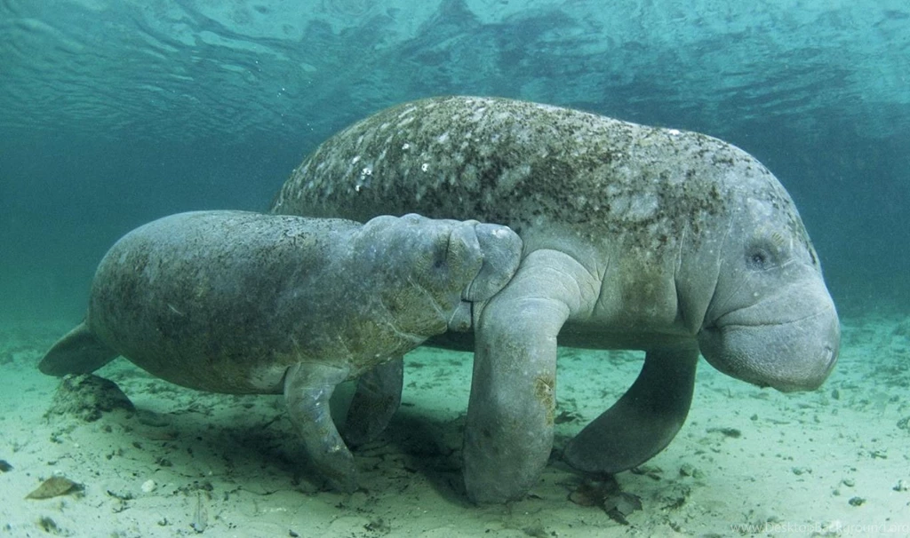 Manatee Wallpapers Pictures On Animal Picture Society