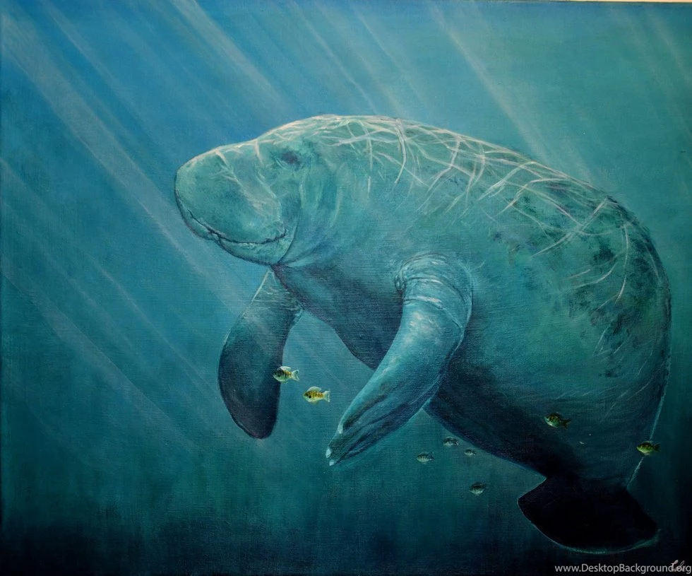 Majestic Manatee By Crimsonlily434 On DeviantArt
