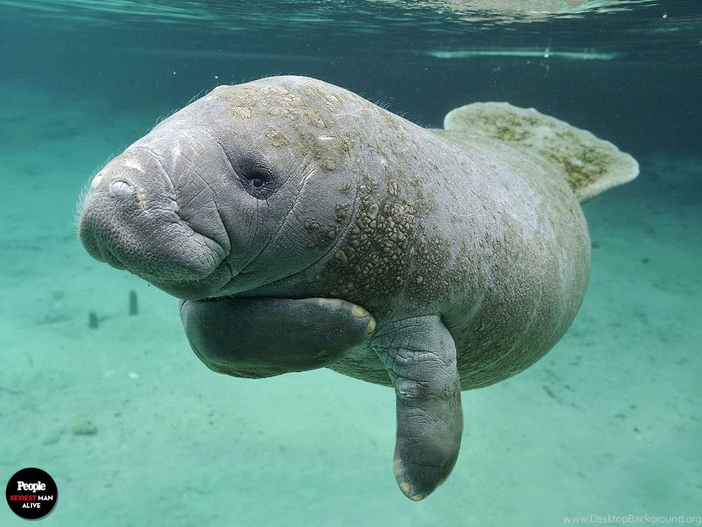 Sexiest Man Alive 2014: Manatees Photos : People.com