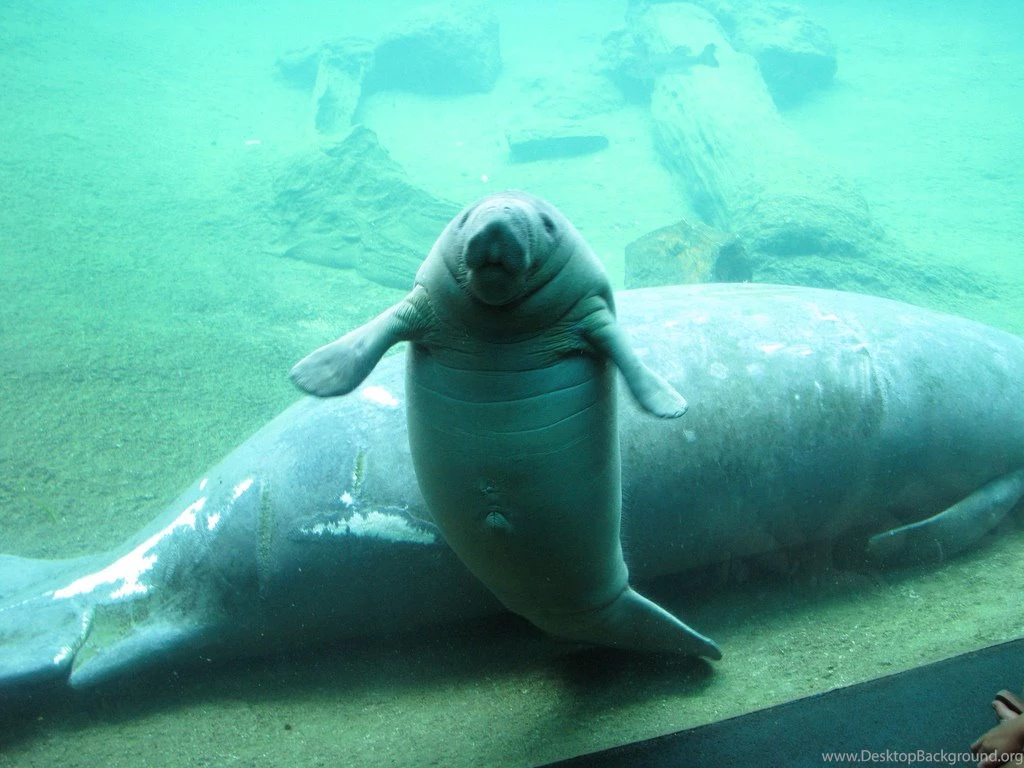 Mom And Baby Manatee