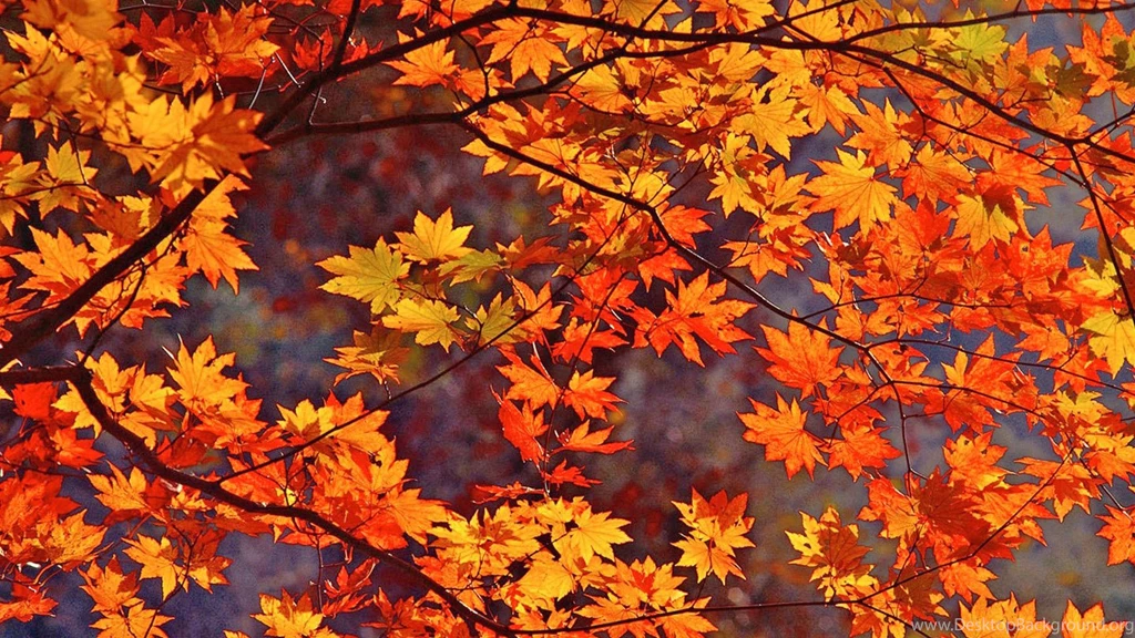 Fall Leaves Wallpapers