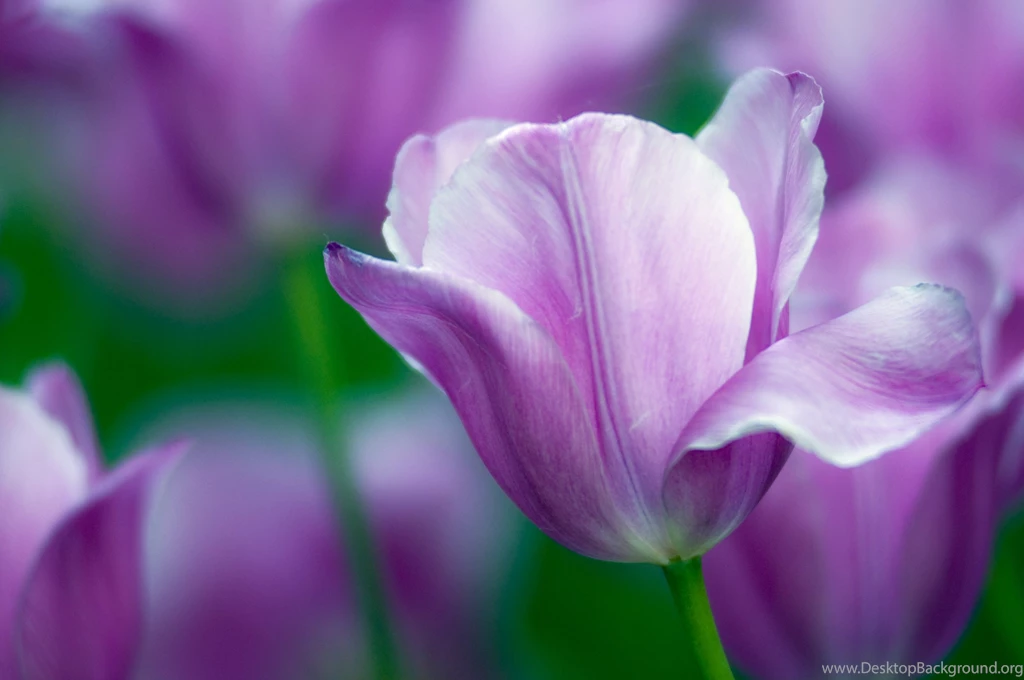 Flower Wallpaper Beautiful Purple Flower Wallpapers Picture Hd