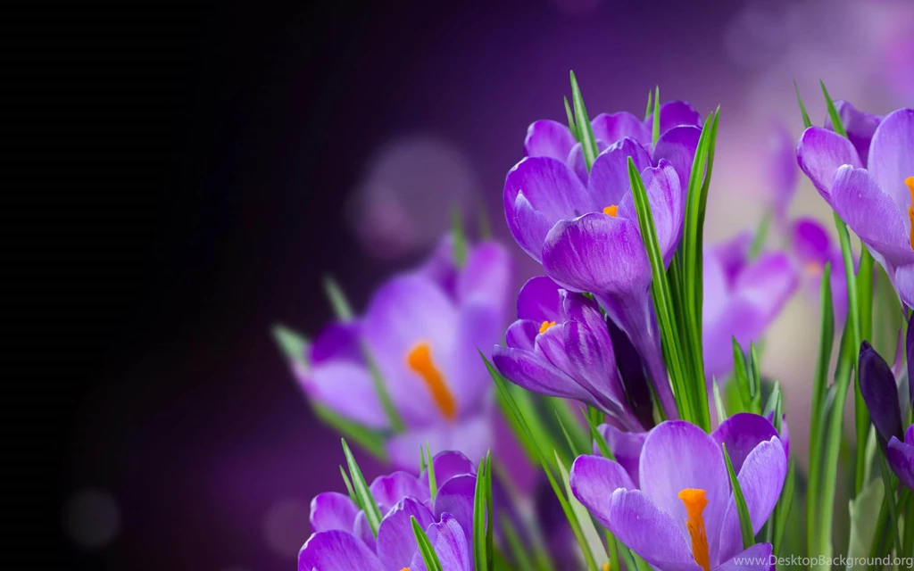 Flower Wallpaper: Beautiful Purple Flower Wallpapers Picture HD ...