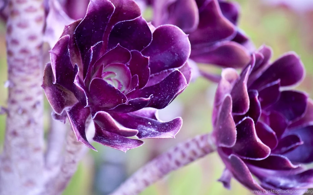 Purple Flower