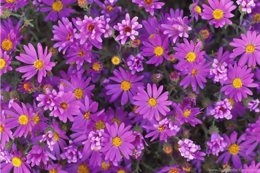 Purple Flowers Wallpapers