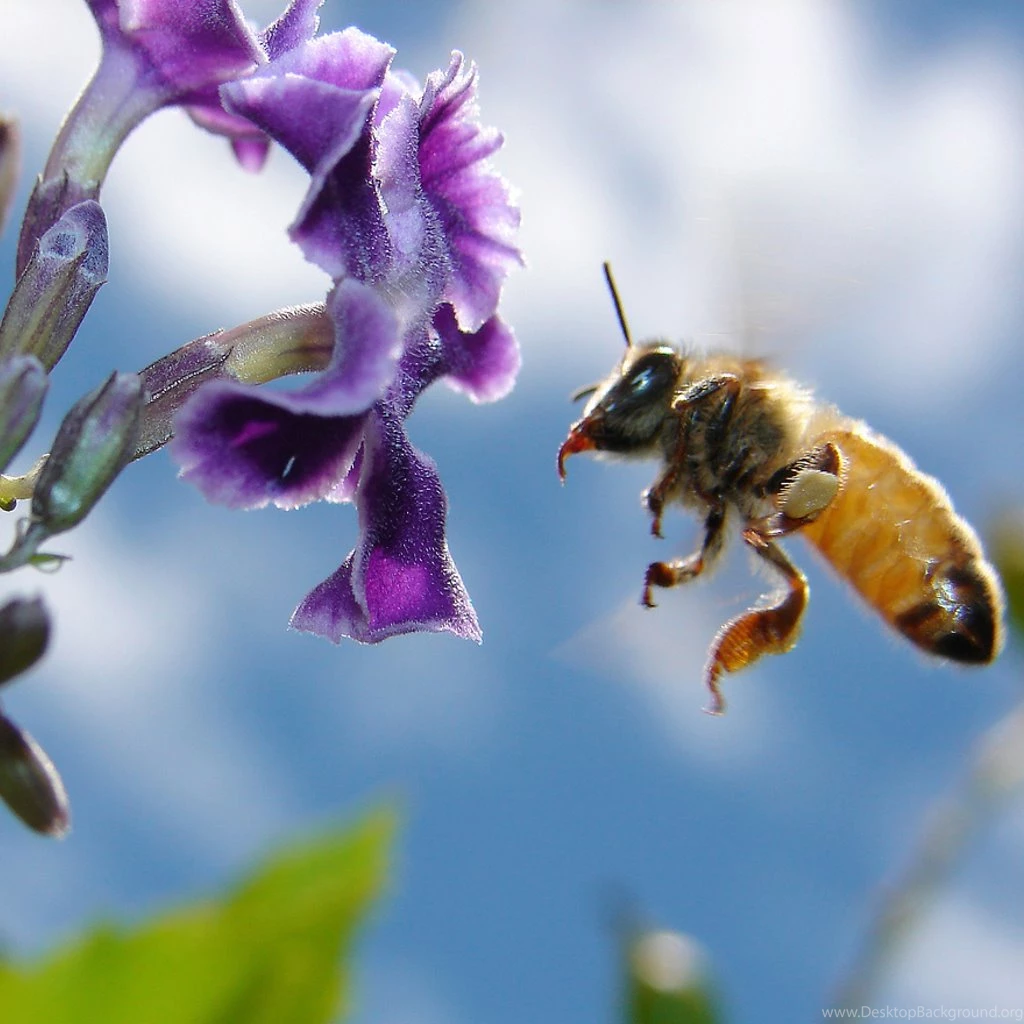 Bee On The Purple Flower Wallpapers HD Images New