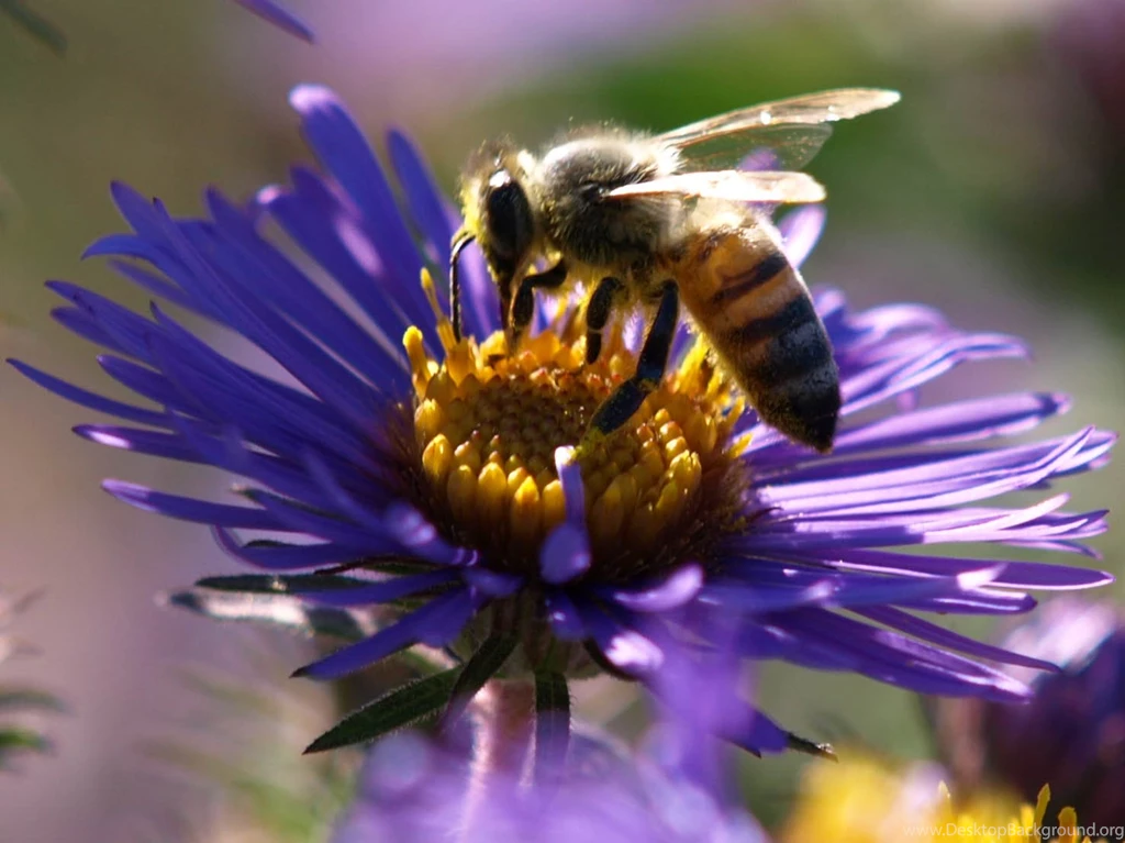 Bee On The Purple Flower Wallpapers HD Images New