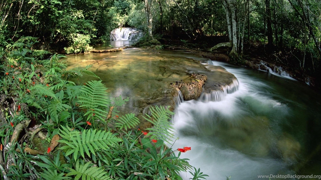 Forests Forest Relax River View Nature Beautiful Wallpapers For ...