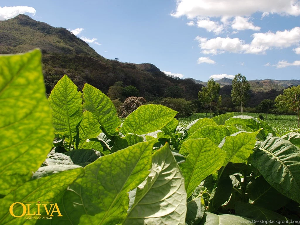 Oliva Cigar