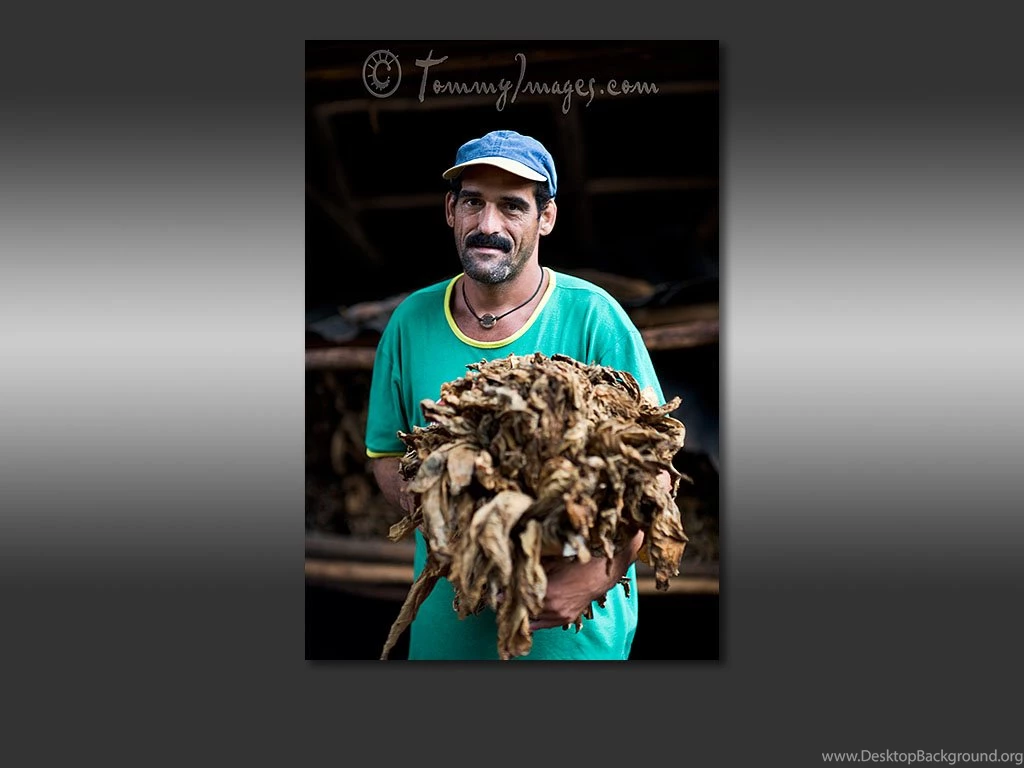 Free Computer Desktop Wallpaper: A Cuban Tobacco Farmer Holds ...