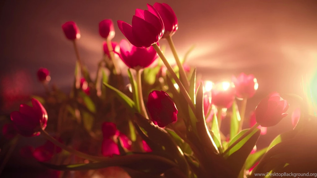 Red flowers awesome tulips photo wallpaper 1920x1080   Magic4Walls.com