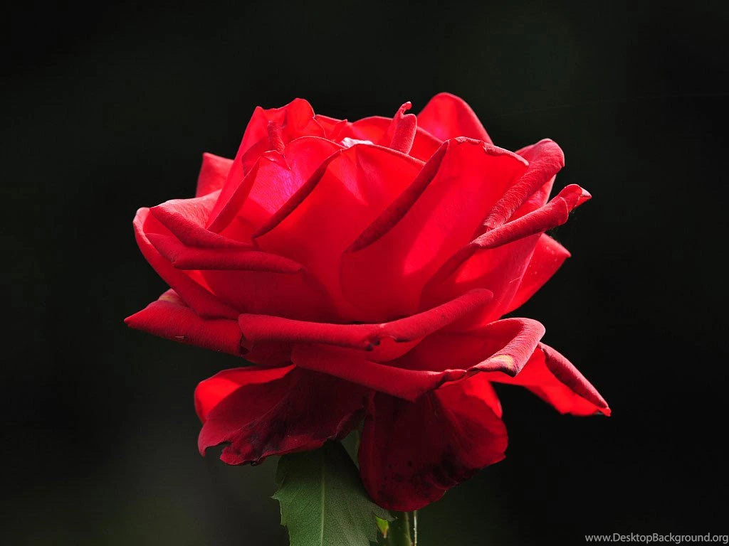 Amazing Flower: Red Flower Wallpapers