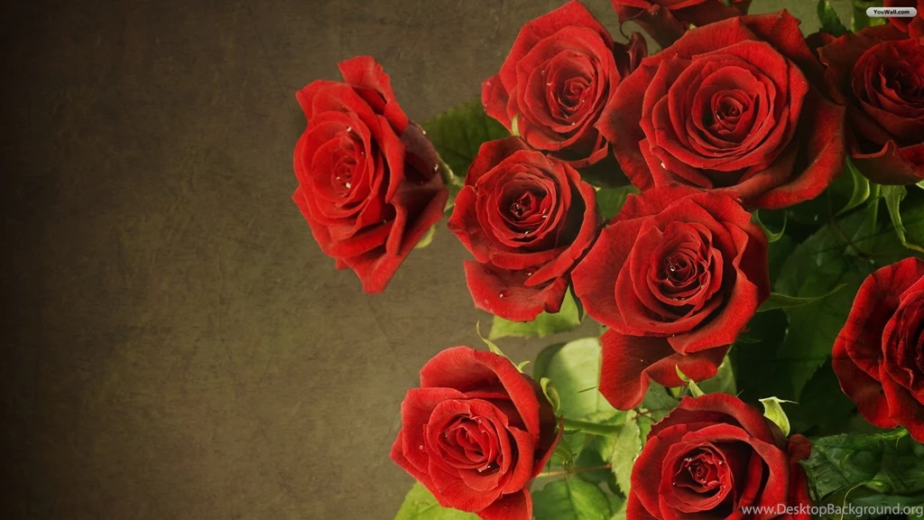 Roses Wallpapers