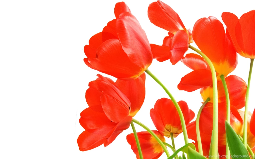 2012 Mother's Day Beautiful Flower Red Flowers Wallpapers HD ...