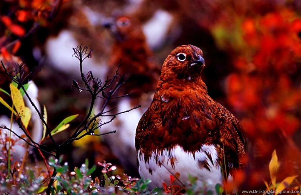 40 HD Lovely & Colorful Bird Wallpapers 1376 :: Colorful Birds ...