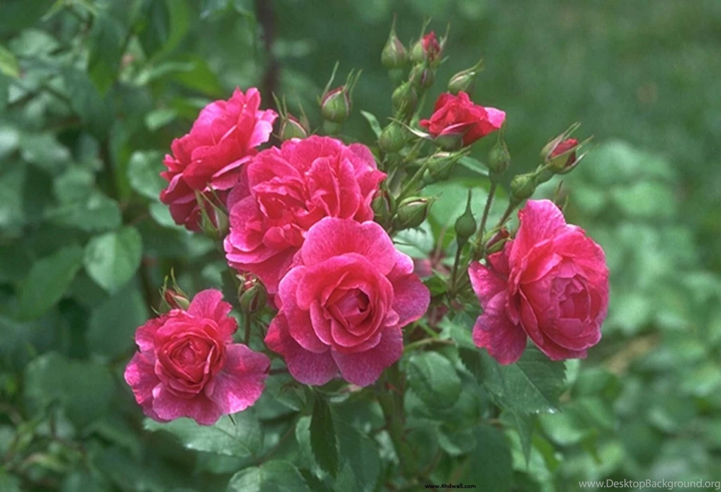 Lovely HD Widescreen wallpapers