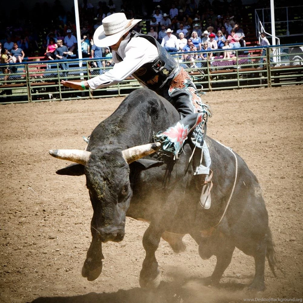 Bull Rider Wallpapers Driverlayer Search Engine