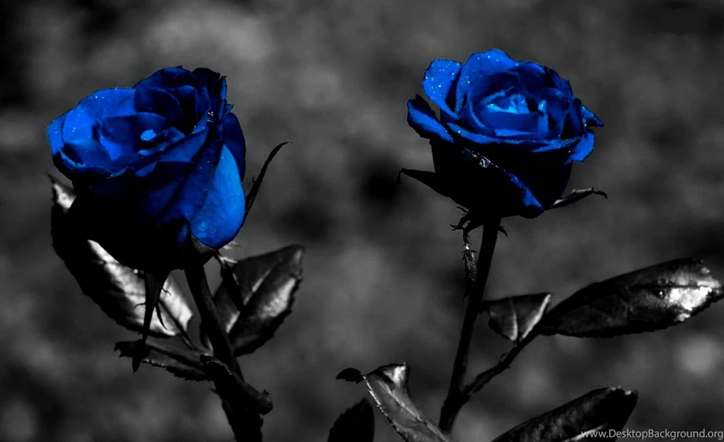 Beautiful Black Rose Flower Wallpapers