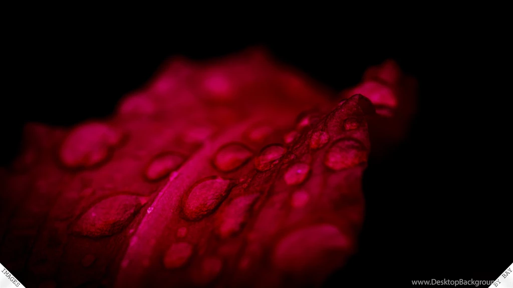 Black Wallpapers With Red Flowers HD Wallpapers And Pictures