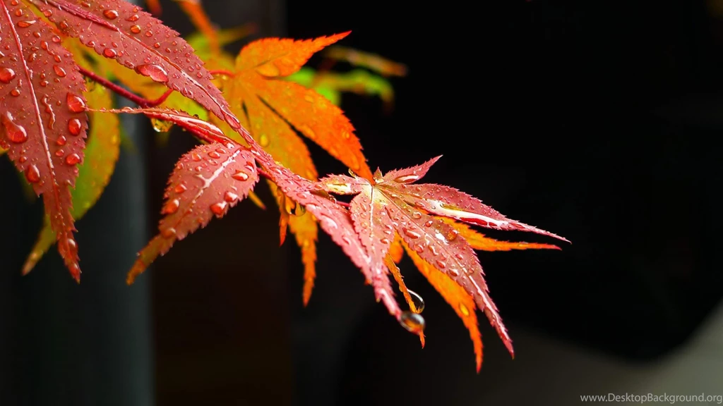 Maple Leaf Desktop Wallpapers ~ Toptenpack.com