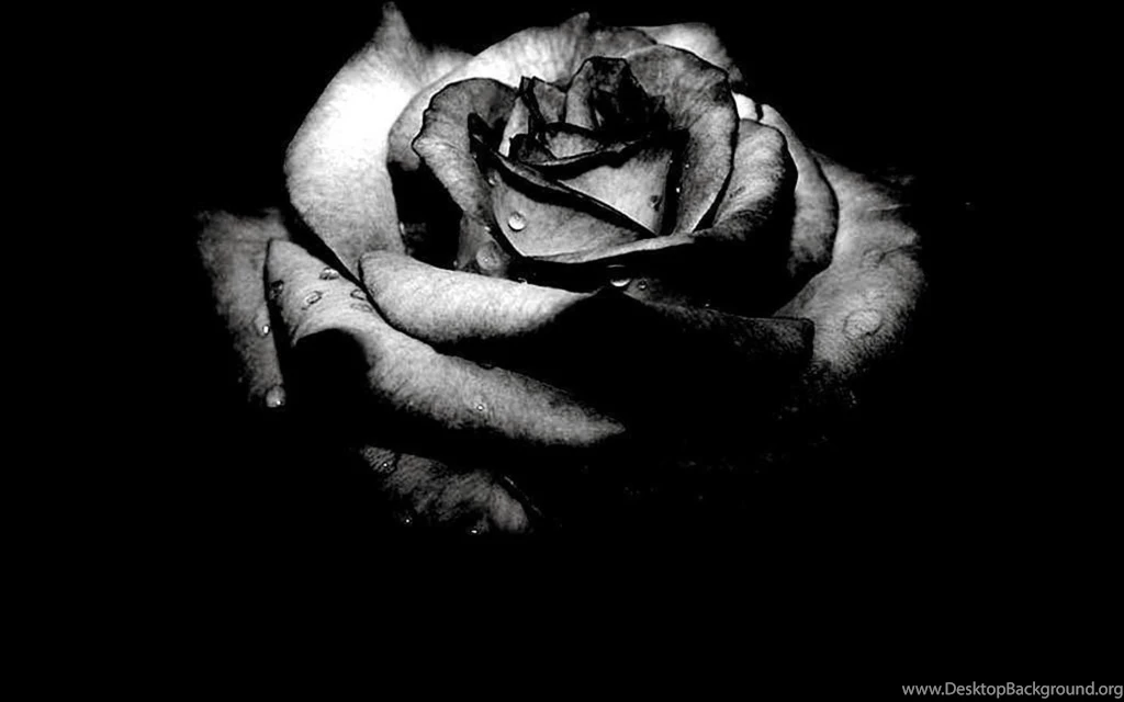 Black Rose Wallpapers   Keywords HERE