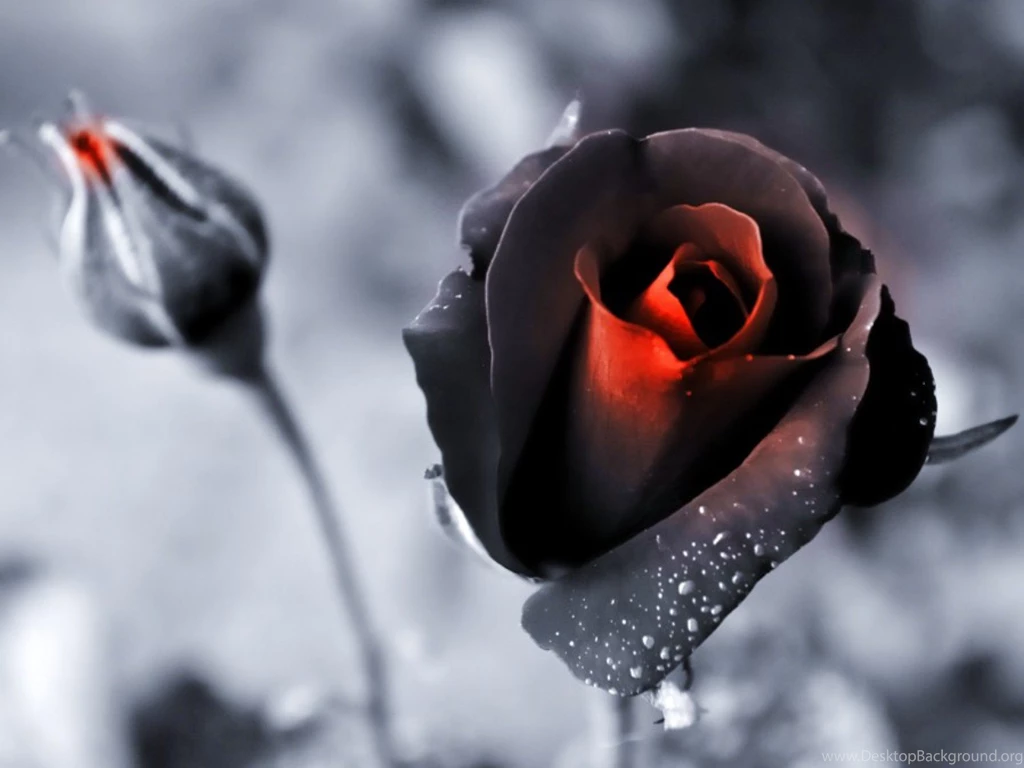 Nature Black Flowers Roses Color Isolation Wallpapers