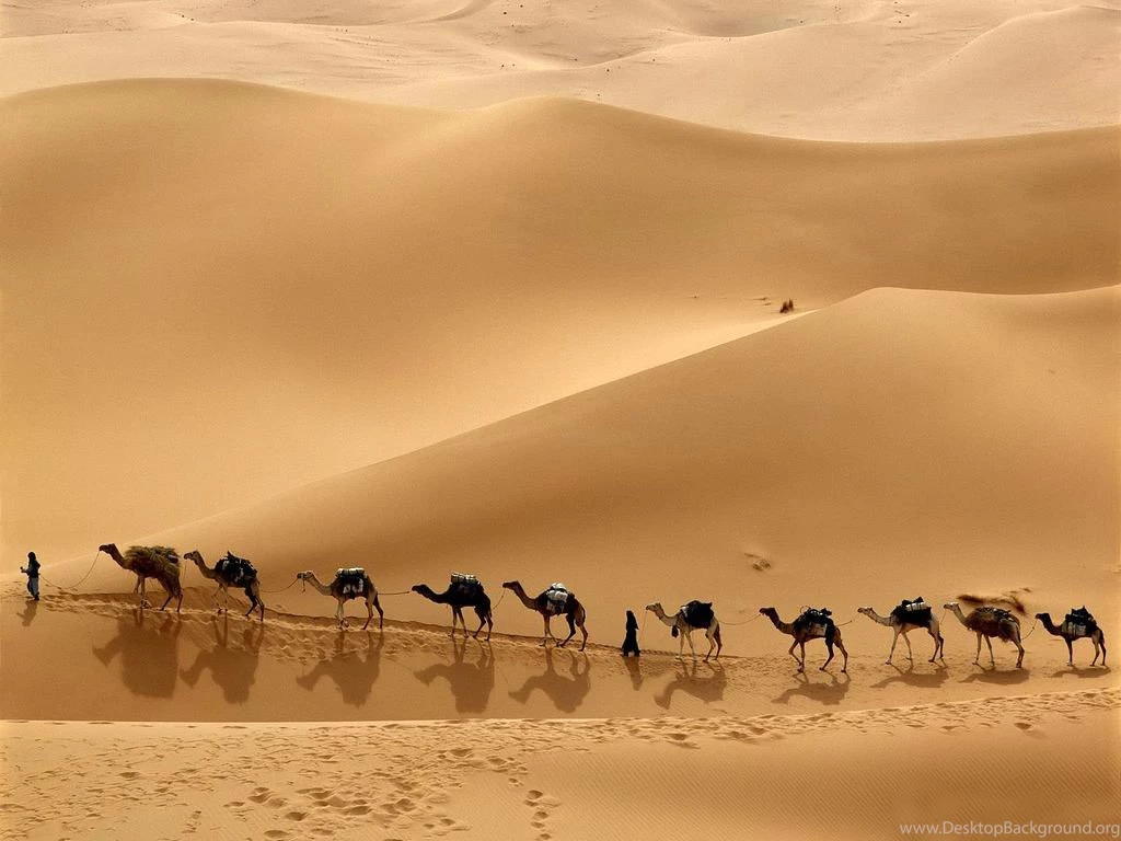 Camel Wallpapers Sahara Camels Animal Wallpapers