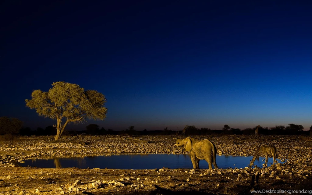 Download The Sahara Night Light Wallpaper, Sahara Night Light ...