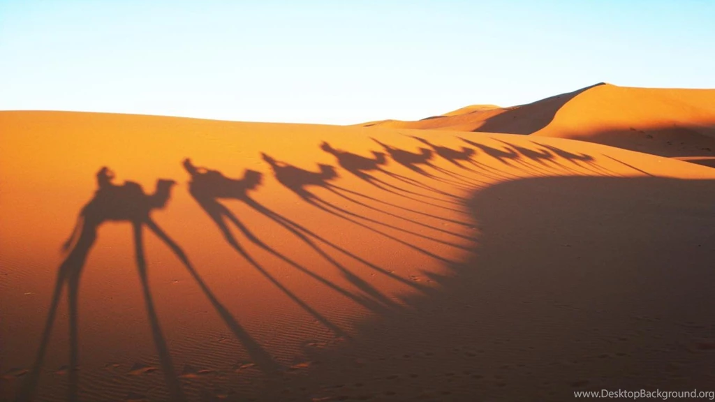 Camels Shadow In Sahara Desert Wallpapers